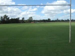 Rugby field turf