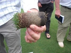 sand carpet fields with AgriDark couch